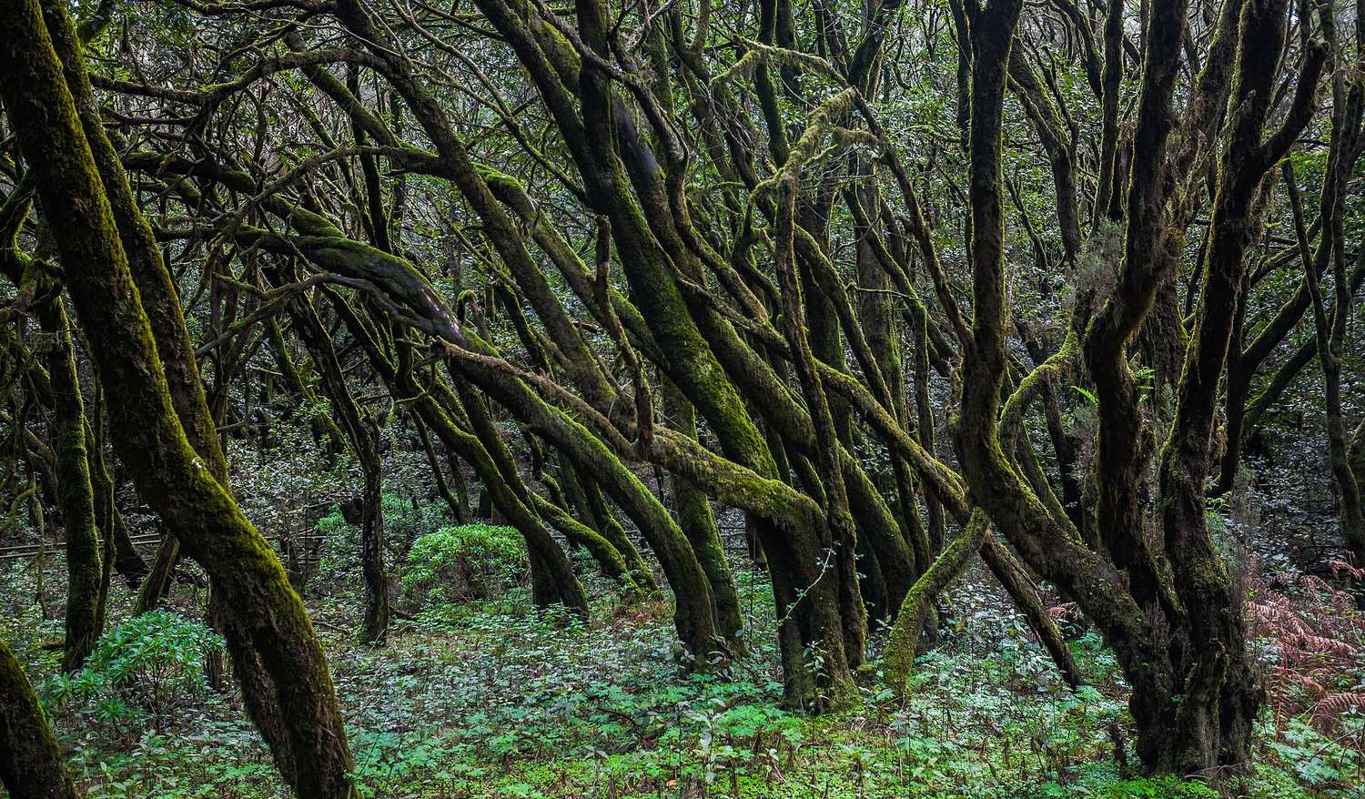 Laurisilva del Parque Nacional de Garajonay.