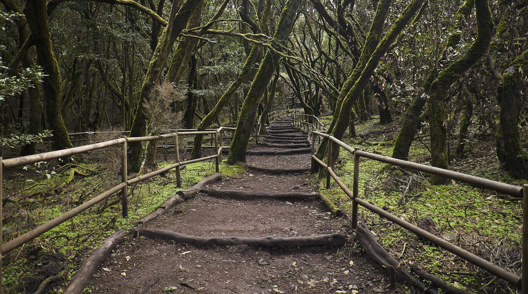 Senda del Bosque Encantado, en el Parque Nacional de Garajonay.
